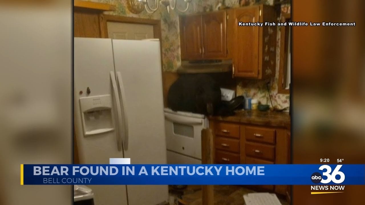 Bear found in Bell County Kentucky home
