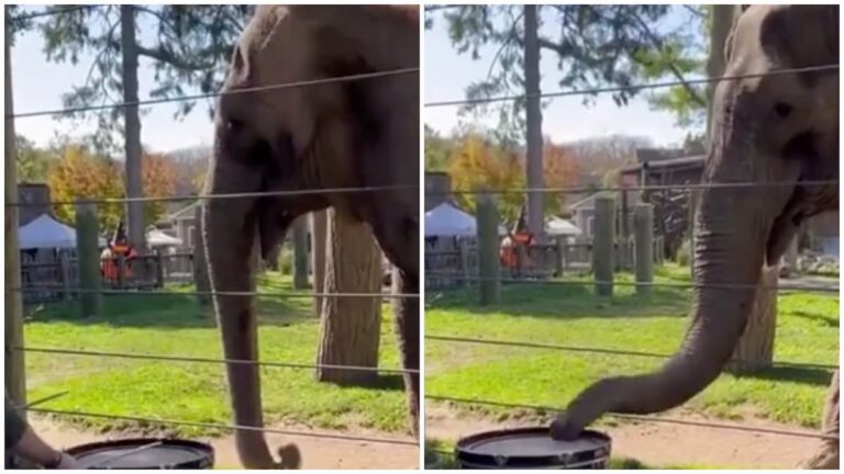 Adorable elephant learns to play the drums