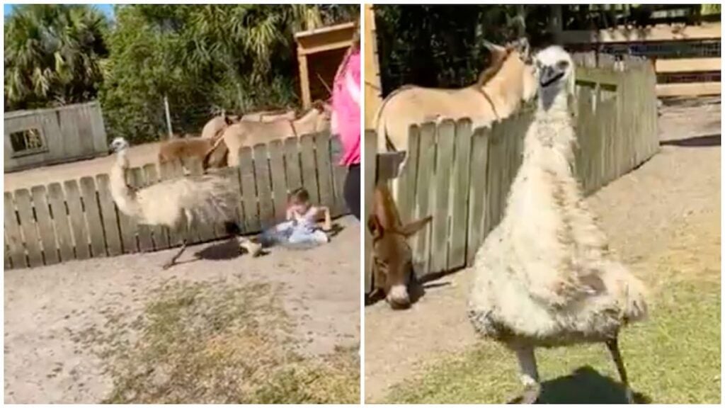 Emu upsetting children at petting zoo