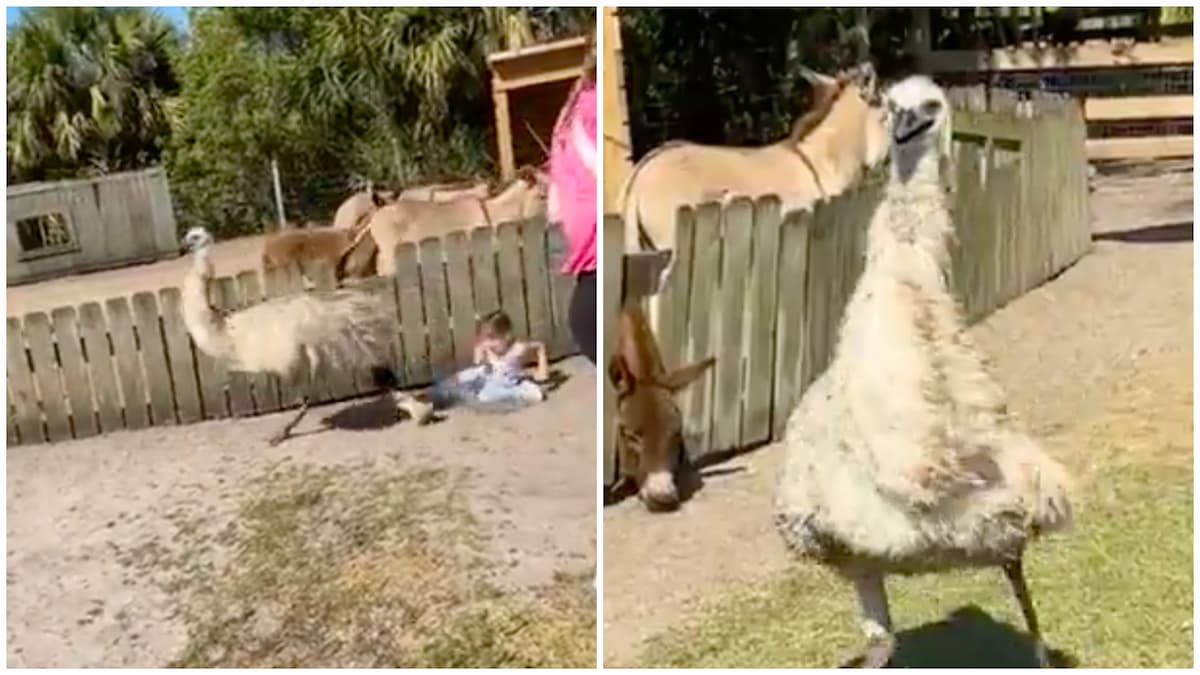 Hilarious Clip of an Emu Upsetting Kids at a Petting Zoo Goes Viral: ‘This Bird Is Having the Time of His Life While Terrorising the Children’