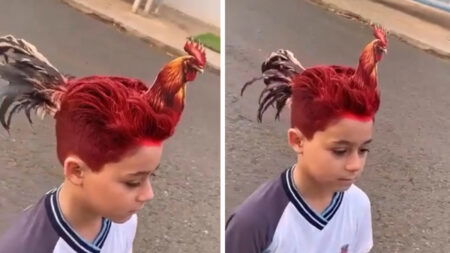 Kid Rooster Reddit