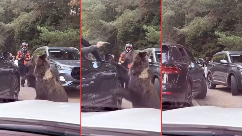 Person Tries To Hand Feed Aggressive Bear In Viral Clip 'It's Just Natural Selection At This Point'