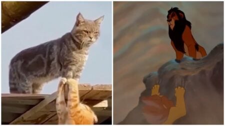 The Lion King played by two cats