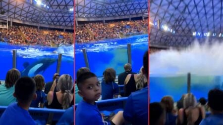 Whale Drops Load at SeaWorld San Antonio, Splash Zone Gets More Than They Bargained For 'The Whale Knows Exactly What It Did'