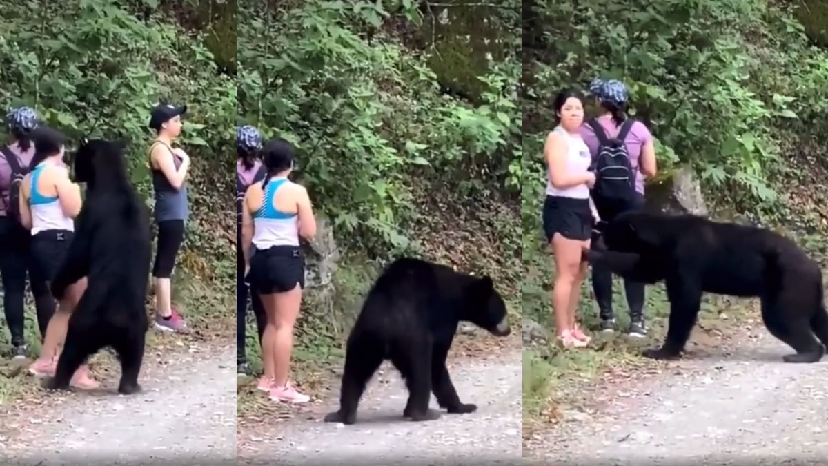 These Women Had a Surprisingly Calm Encounter On a Hike: ‘The Lack Of Freakout Here Is Amazing’