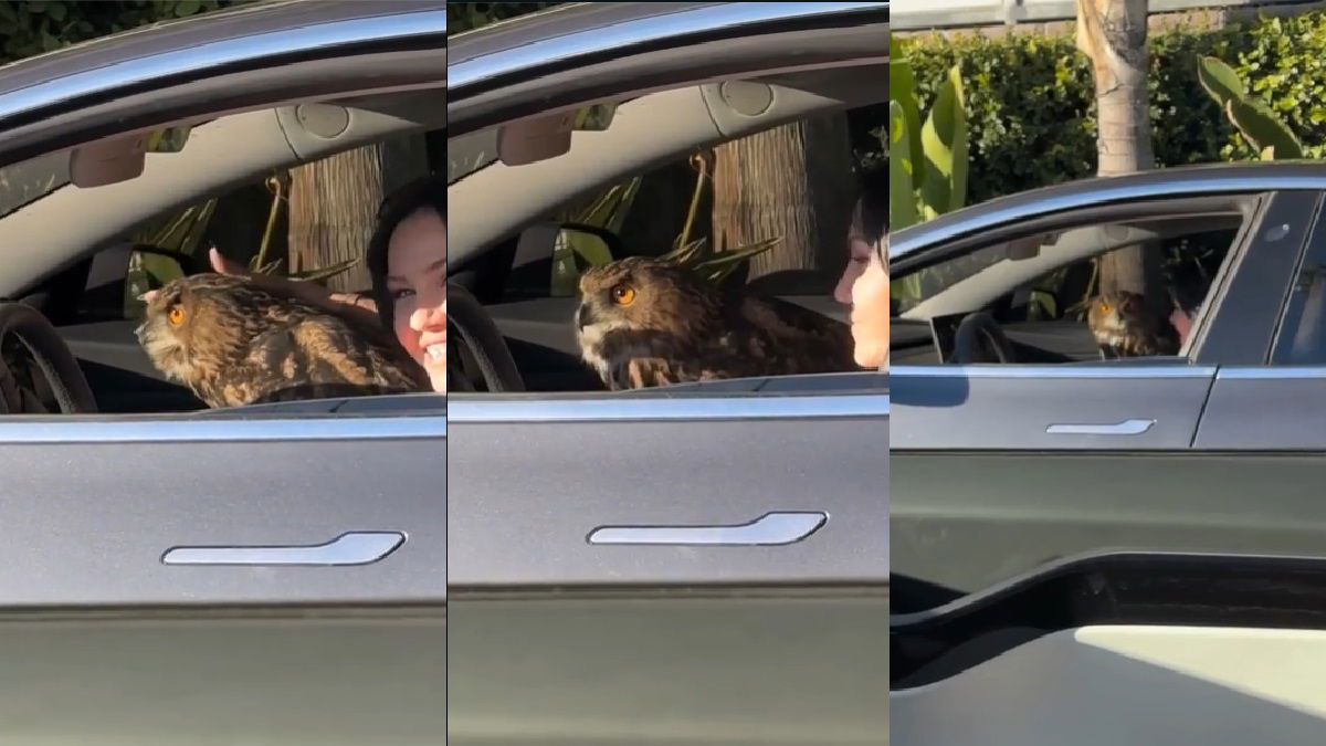 Man Films an Imperious Owl in a Car: So Many Questions