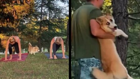 Reddit Corgi Yoga escape