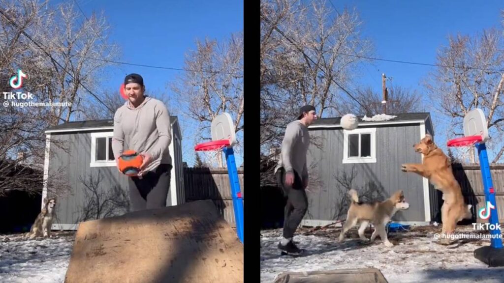 Colorado Dog Influencer Landing