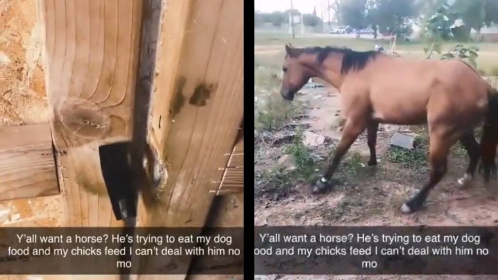 Texas Woman Stealing Horse