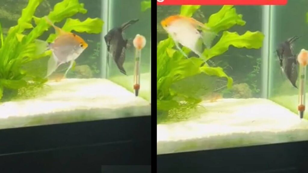 Angelfish divorce