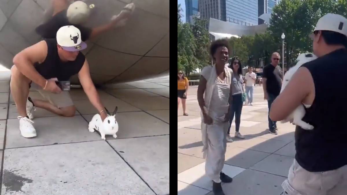 Man Finds a Rabbit Under The Bean in Chicago, but a Woman Attacks Him When He Gets It Out: ‘It’s Gods Bunny B***h!’