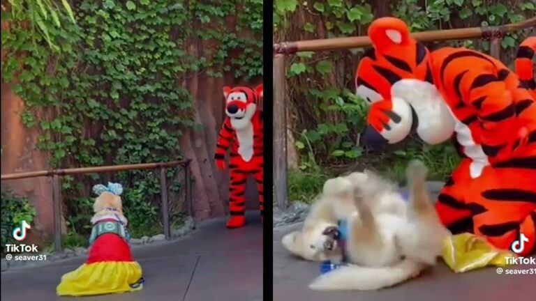 Disneyland California Dog meet Tigger