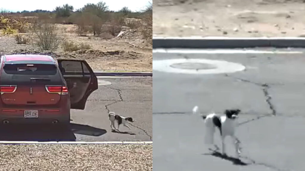 Heartless Act: Arizona Resident Caught on Camera Abandoning Pet: ‘What Is Wrong With People'