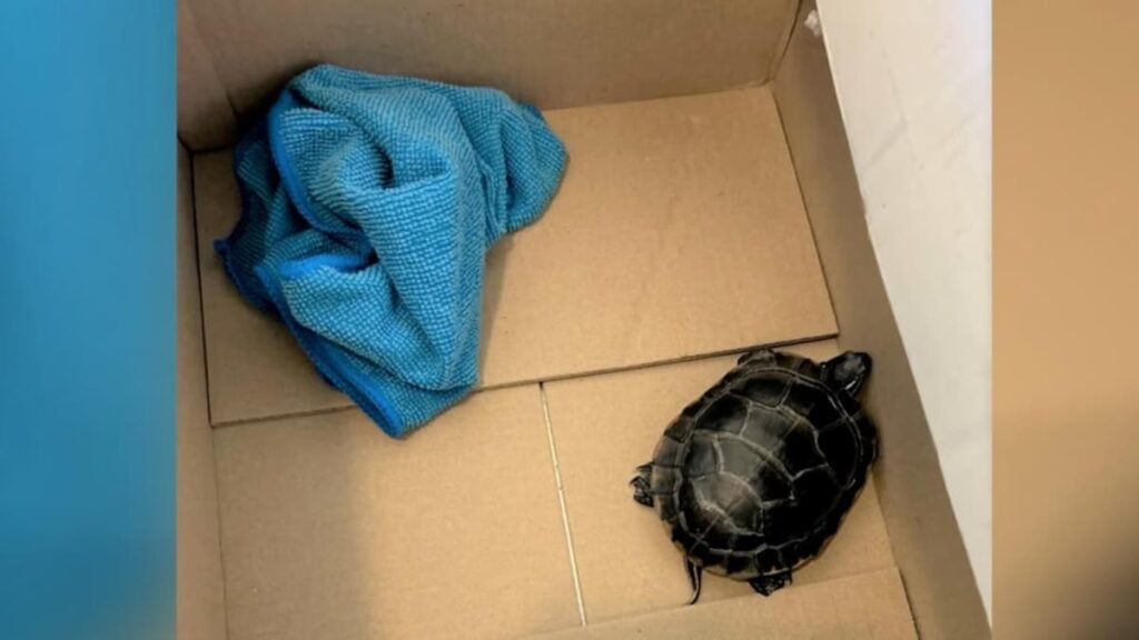 Pennsylvania Man Hides Turtle in Pants