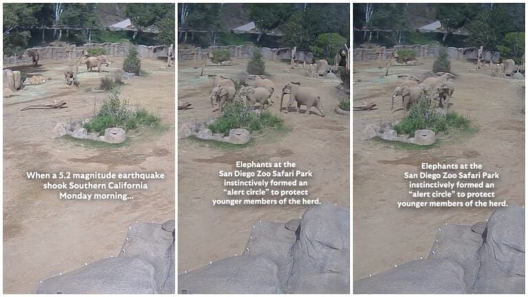 Elephants in San Diego Zoo form a circle of trust during earthquake