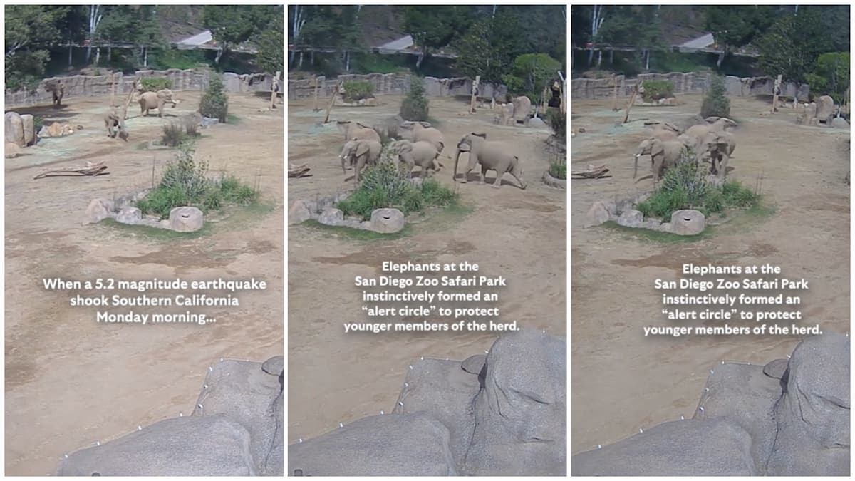 Elephants in San Diego Zoo Form ‘Alert Circle’ & Protect Themselves During Earthquake in Rare Footage: ‘THEY PUT THE SMALLEST ONE IN THE MIDDLE’