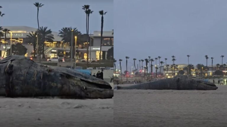 Gray whale carcass in Huntington Beach