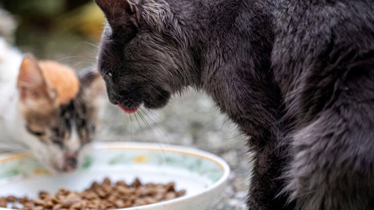 Los Angeles LAPD Officer Sues Boss for Caring for Feral Cats on the Clock: ‘Why Is This Even a Lawsuit?’