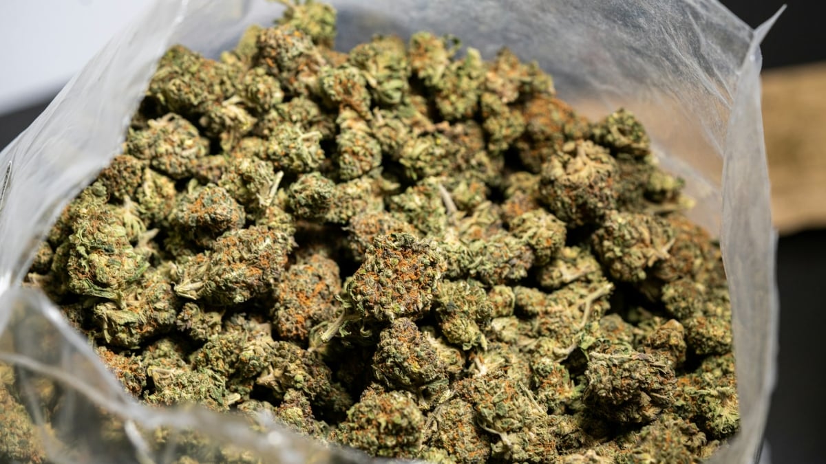 600 lbs of Weed Scheduled to be Destroyed Gets Stolen from Colorado Police: ‘It Will Wind Up Being Burned’ Anyway
