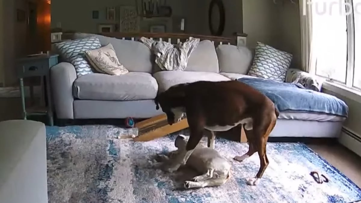 Connecticut Dog Hero Saves a French Bulldog’s Life By Performing CPR, ‘That Dog is Smarter Than a Lot of Humans’