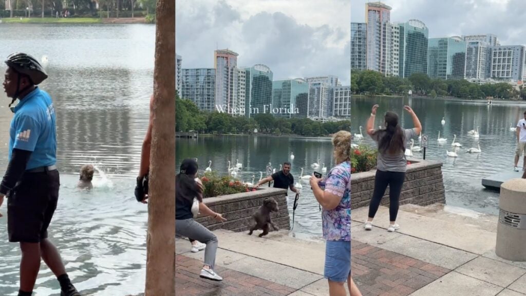 Playful dog runs away from owners at Lake Eola Park in Florida