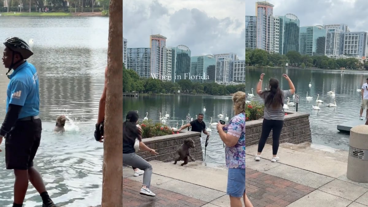Playful Dog Evading Capture From Its Owners at Lake Eola Has People Crying With Laughter: ‘100 Men vs. 1 Dog’