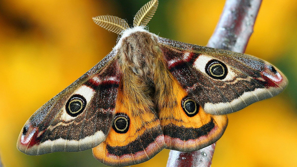 Ex-Girlfriend Considers Suing Boyfriend in Texas For Killing Pet Moths, “I Don’t Have Any Other Source of Income Now”