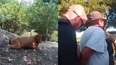 Florida Man Shoots Neighbor’s Pregnant Cow Five Times Over Property Dispute: ‘Stand Your Ground Beef'