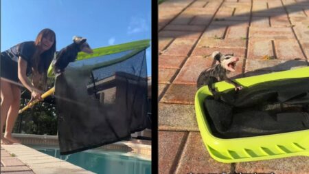 Florida Influencer Rescue opossum