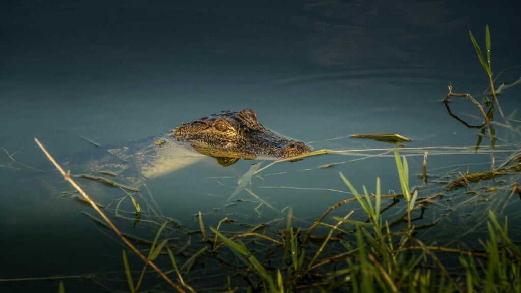 Alligator in lake
