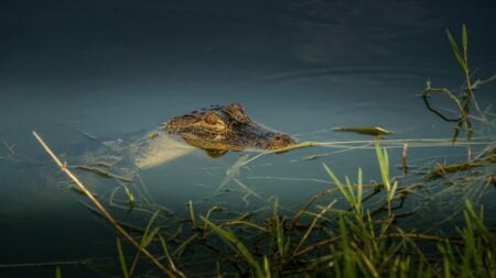 Alligator in lake