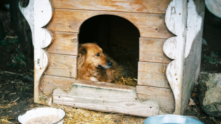 Georgia Kennel Lets Family Dog Die of Food Poisoning