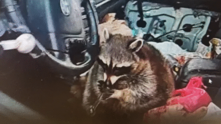 Springfield Township Police Department Ohio Raccoon