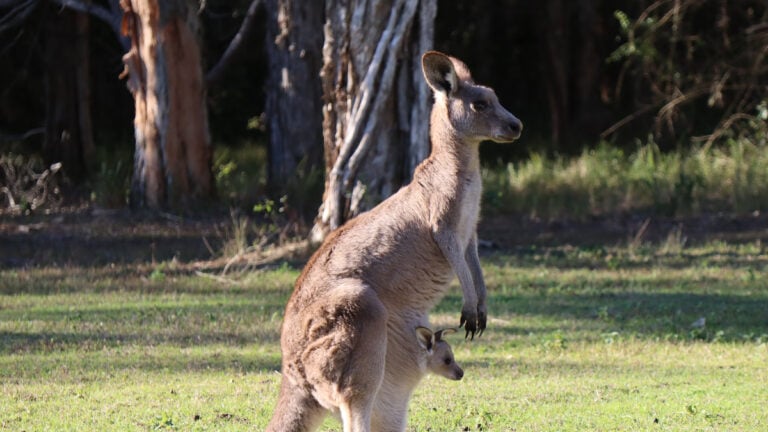South Carolina Man Dies After ‘Roughhousing’ With Kangaroo at Petting Zoo: ‘He Wanted a Fight and He Got One'
