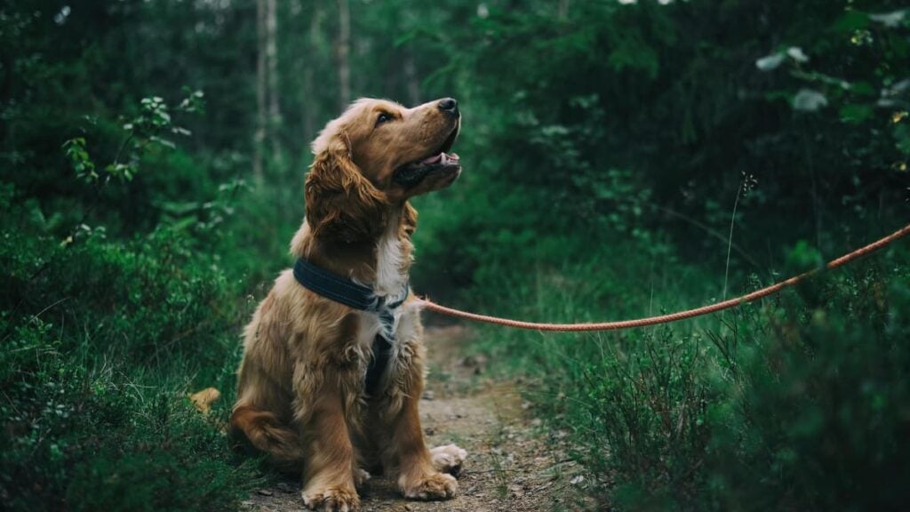 A picture of a dog in relation to the California homeless man.