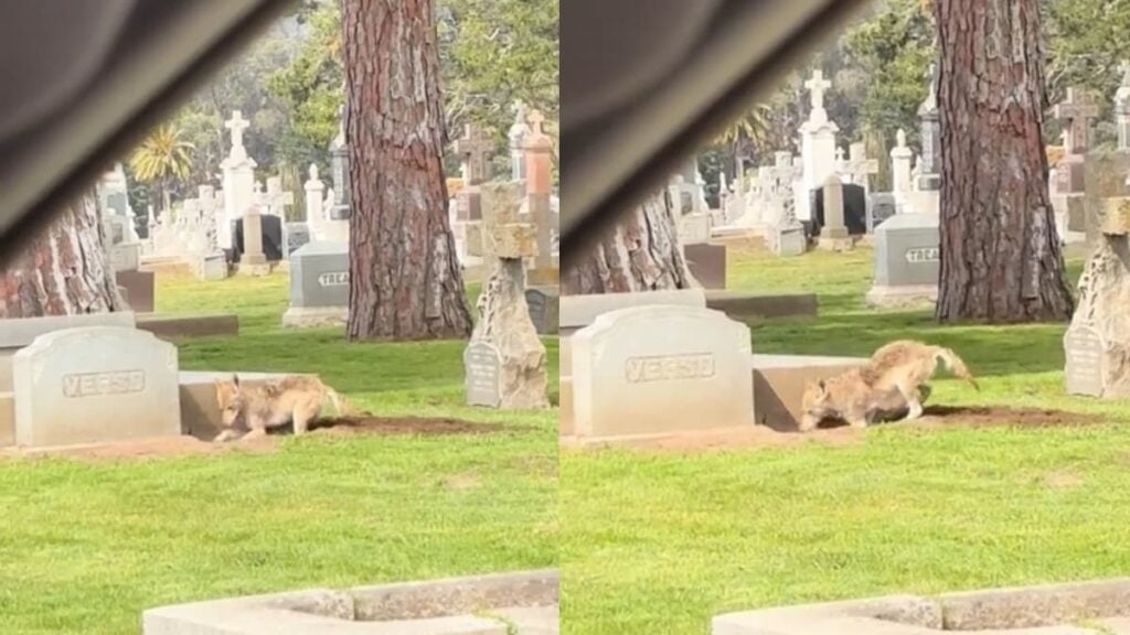 A picture of the California coyote.