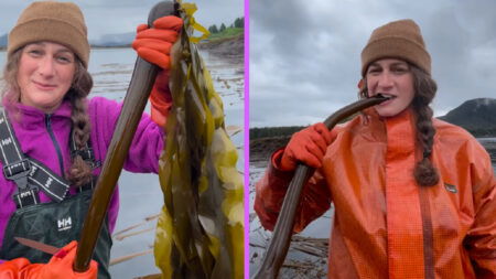 alaskan woman harvesting barnacles for her business, Barnacle Foods