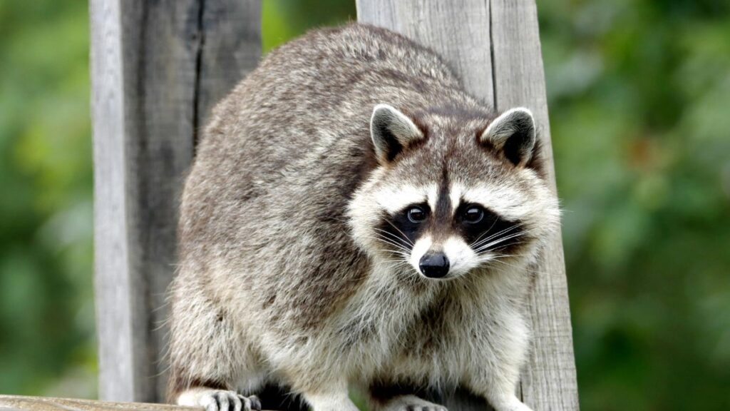 Raccoon