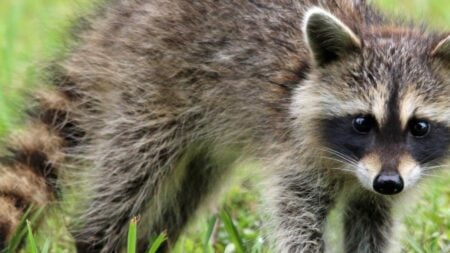 Raccoon