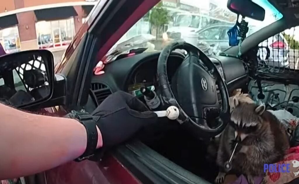 raccoon smokes meth pipe