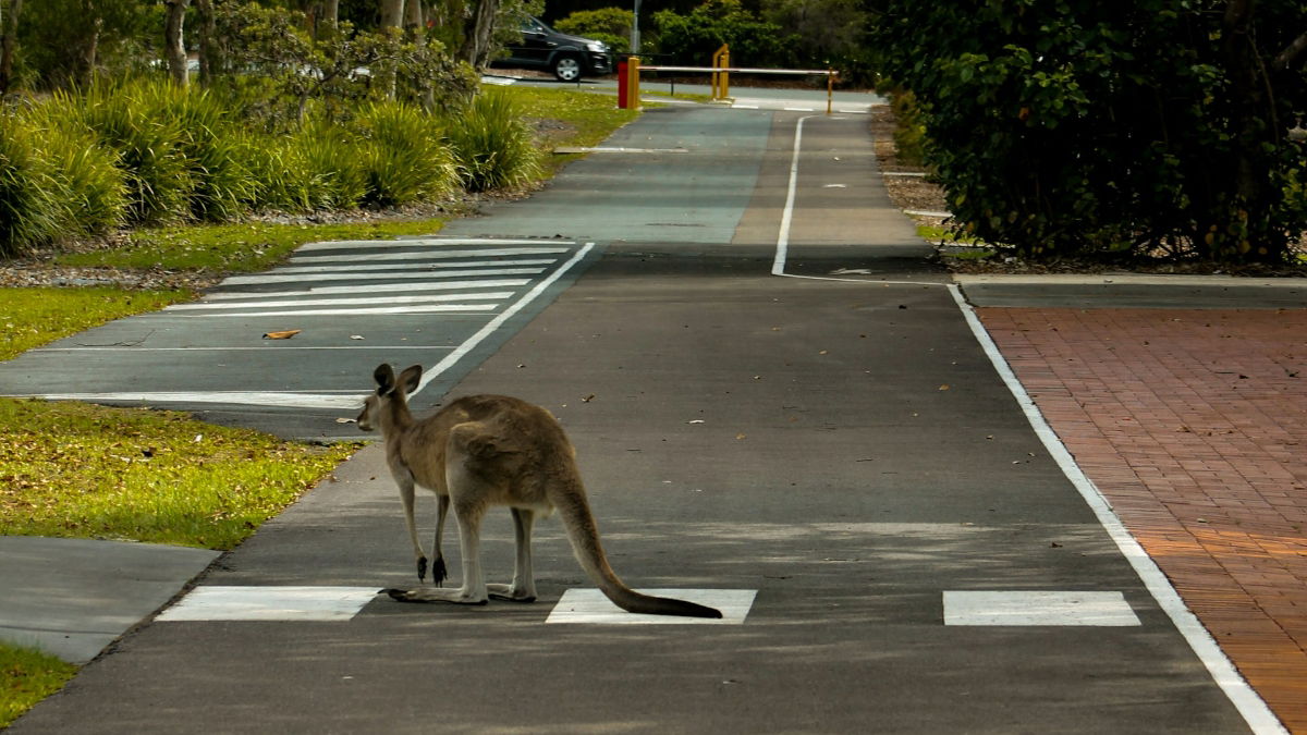 Alabama Kangaroo Causes Road Accident & Shuts Down Highway After Daring Escape: ‘This is Normal in Australia’