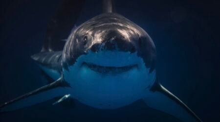 Giant shark in ocean
