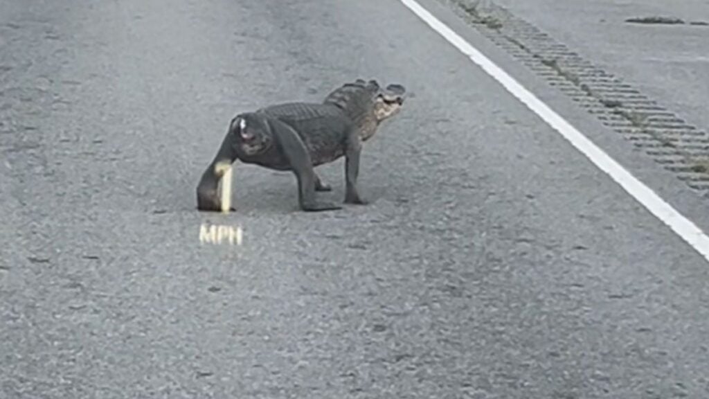Tailless aligator