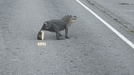 Tailless aligator