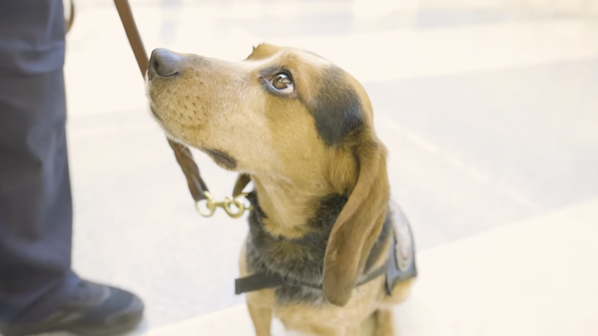 Man Violently Kicks Cute K9 Beagle at Virginia Airport for Sniffing His Illegal Luggage: ‘I’m in Favor of Deporting Animal Abusers Instead of Immigrants’