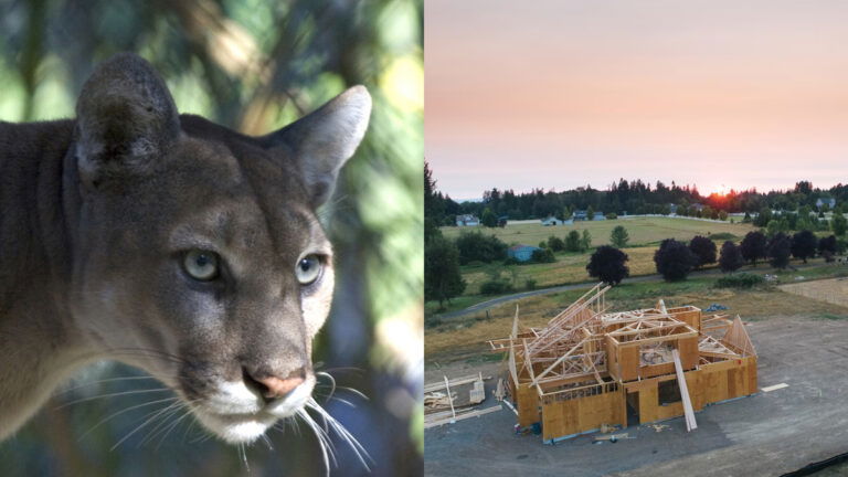 10,000 Homes Planned in Florida as Panther Territory Faces Bulldozers: ‘This Is Why We Can’t Have Nice Things’ 10,000 Homes Planned in Florida as Panther Territory Faces Bulldozers: ‘This Is Why We Can’t Have Nice Things'