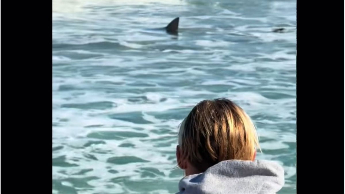 Florida Woman Experiences ‘Jaws’ Moment After Close Call With Shark Goes Viral: ‘Never Going Back’