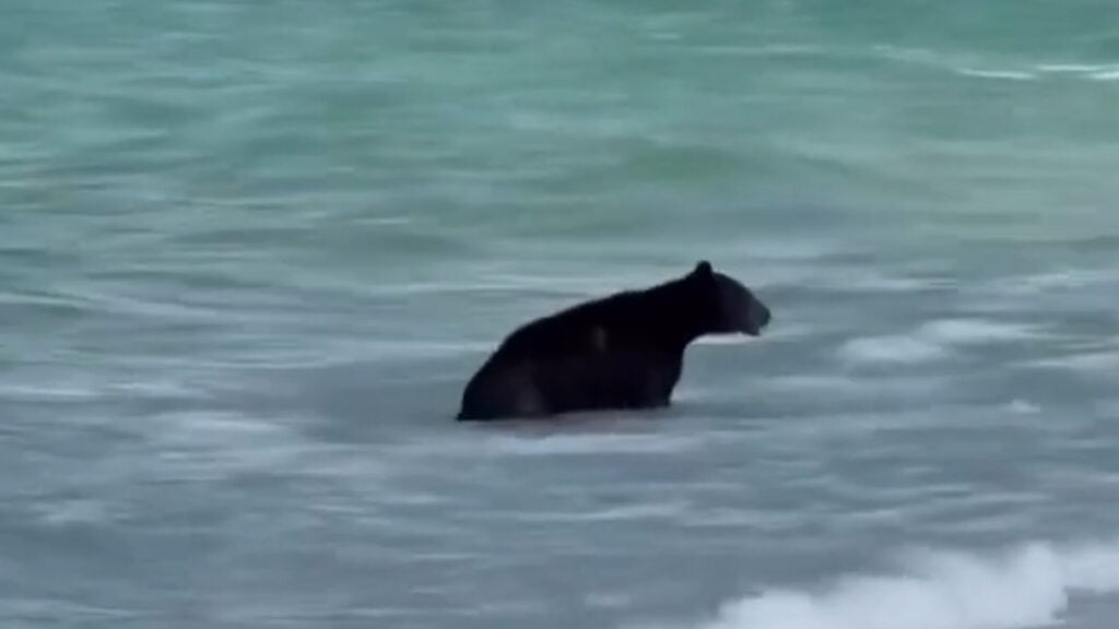 Naples Florida Bear