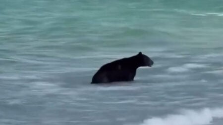 Naples Florida Bear