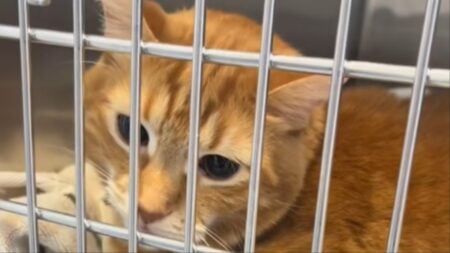 Cat at the vet